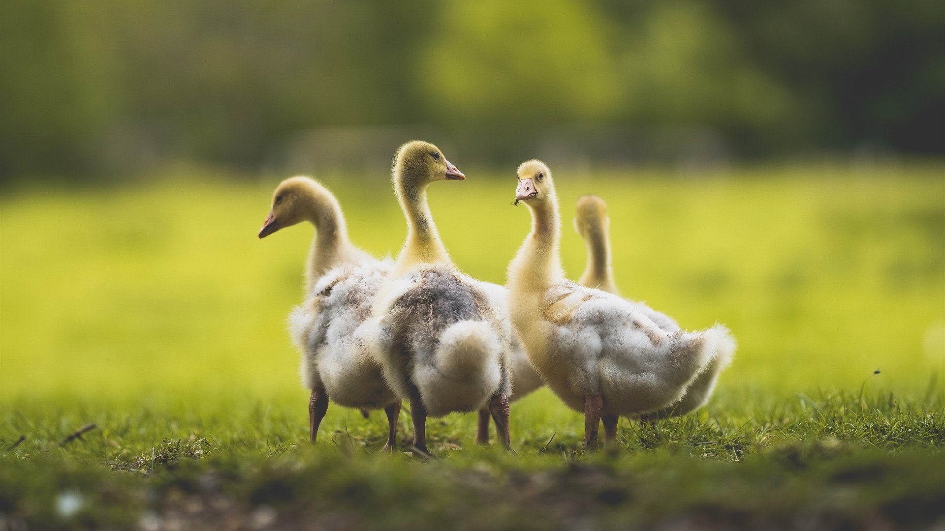 开云体育APP下载-幽灵中场，时空裂痕中，阿尔瓦雷斯定义芬兰与洪都拉斯的唯一对决