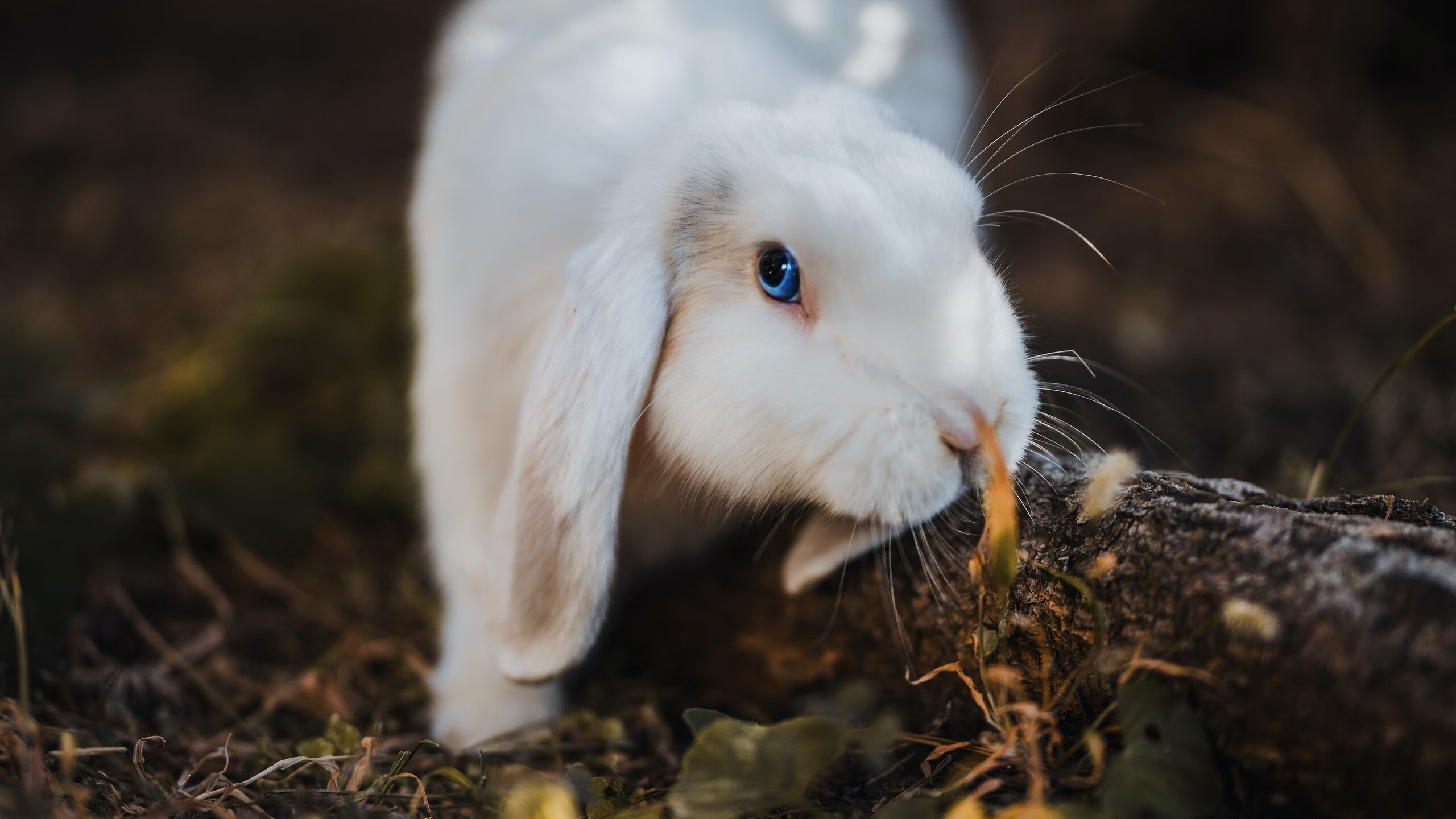 马里踏平曼城震撼足坛，久保建英东决关键战接管比赛创历史
